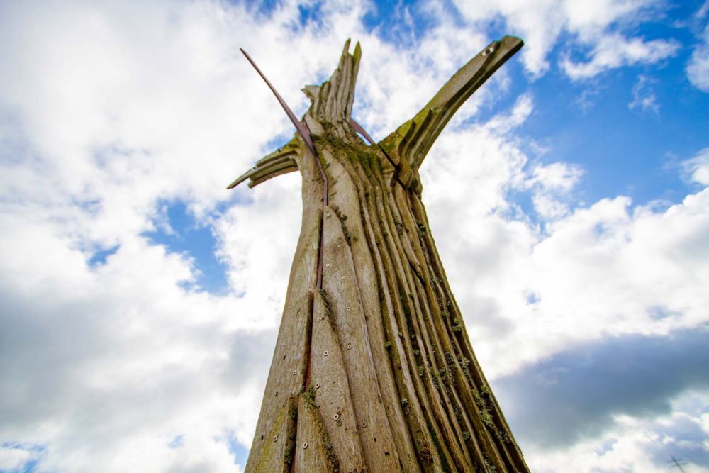 Baum von unten nach oben fotografiert